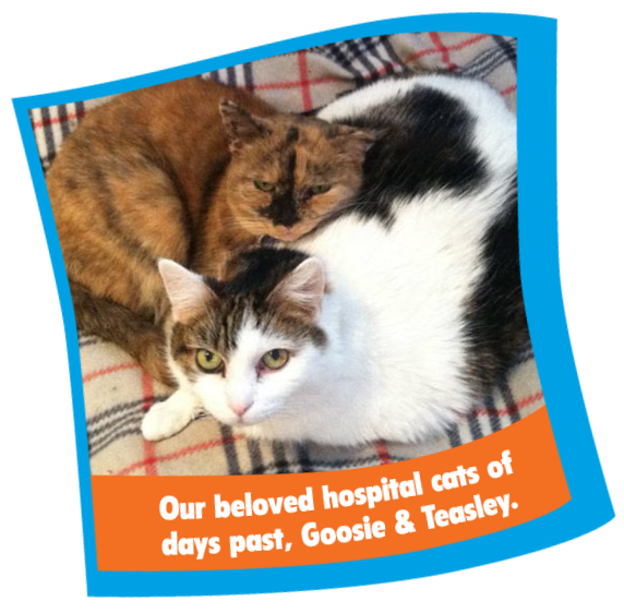 About Our Queenstown Cat Hospital Mid Atlantic Cat Hospital