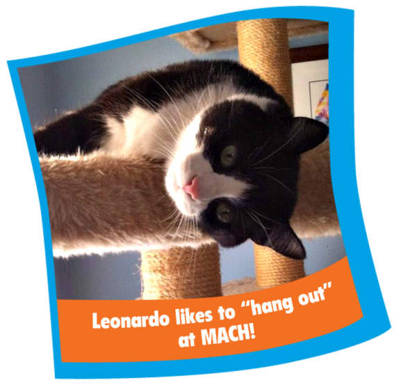 Feline Veterinary Services in Queenstown, MD Mid Atlantic Cat Hospital